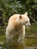 White Black Bear Spirit bear