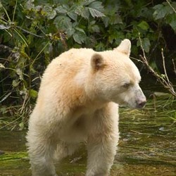 White Black Bear Spirit bear