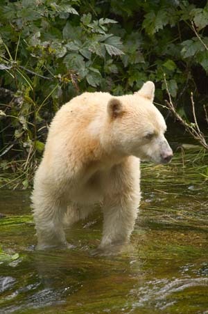 White Black Bear Spirit bear