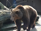 Brown Bear  Grizzly Ursus arctos