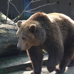 Brown Bear  Grizzly Ursus arctos