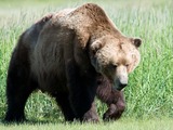 Brown Bear  Kodiak Ursus arctos