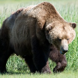 Brown Bear  Kodiak Ursus arctos