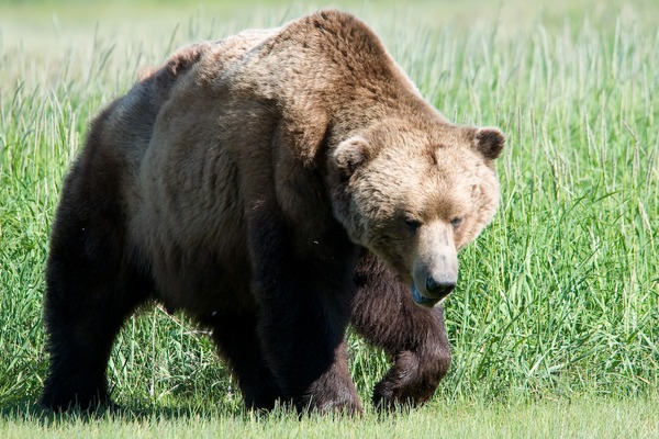 Brown Bear  Kodiak Ursus arctos