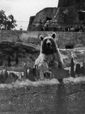 Brown Bear  London Zoo Ursus arctos