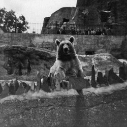 Brown Bear  London Zoo Ursus arctos