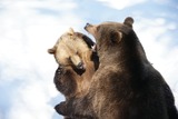 Brown Bear Photo Gallery