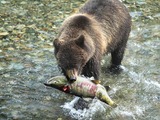Brown Bear Alaskan Coastal Ursus arctos
