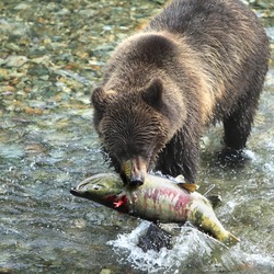 Brown Bear Alaskan Coastal Ursus arctos