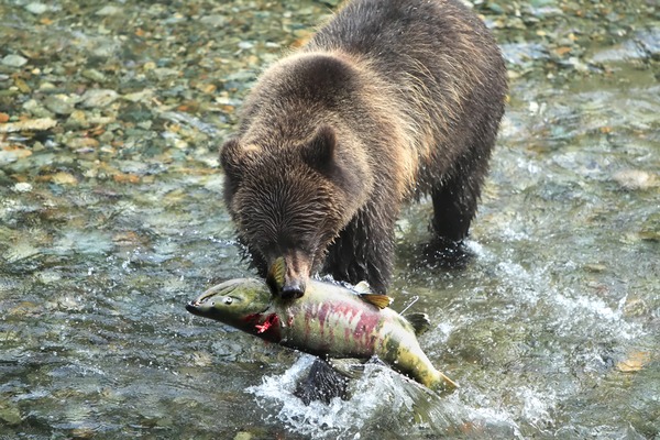 Brown Bear Alaskan Coastal Ursus arctos