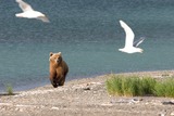 Brown Bear Photo Gallery