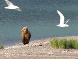 Brown Bear Alaskan Ursus arctos