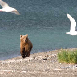 Brown Bear Alaskan Ursus arctos