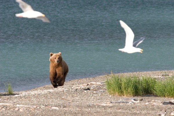 Brown Bear Alaskan Ursus arctos