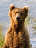 Brown Bear Alaskan closeup