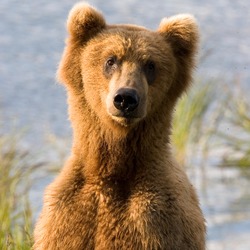 Brown Bear Alaskan closeup