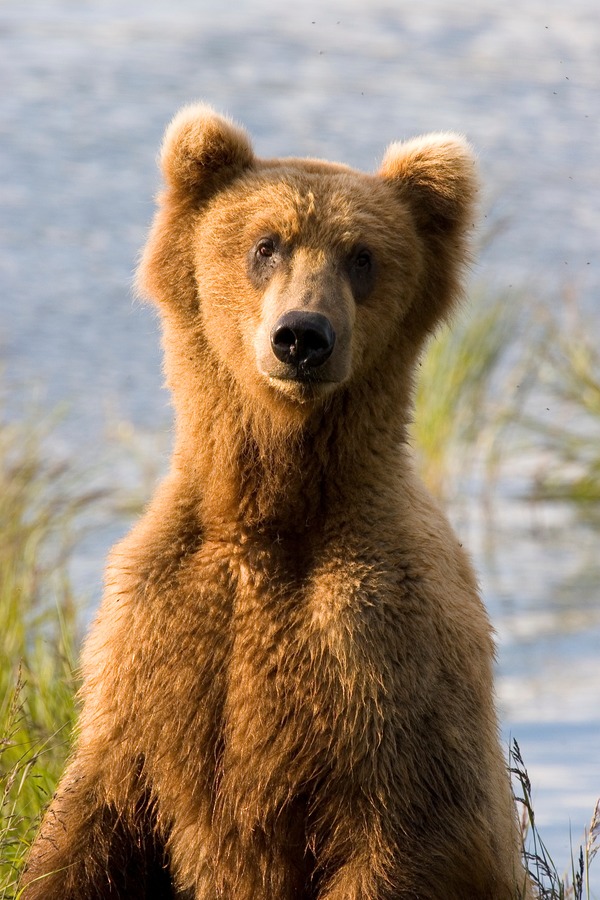 Brown Bear Alaskan closeup