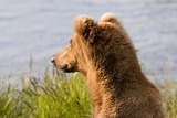 Brown Bear Photo Gallery