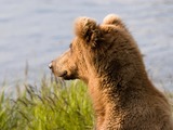 Brown Bear Alaskan faceprofile