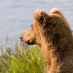 Brown Bear Alaskan faceprofile