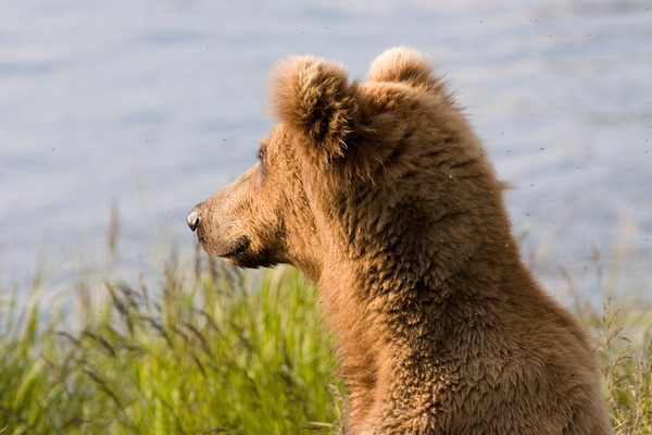 Brown Bear Alaskan faceprofile