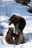 Brown Bear Photo Gallery
