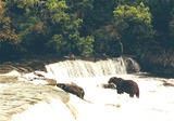 Brown Bear Photo Gallery