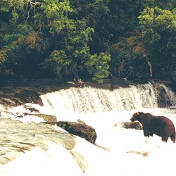 Brown Bear Brooks Falls Katmai