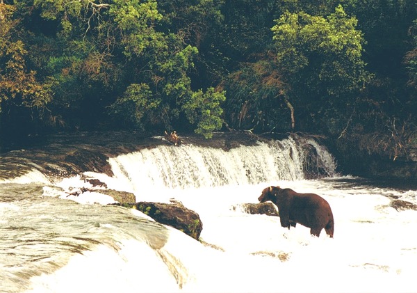 Brown Bear Brooks Falls Katmai