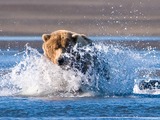 Brown Bear Brown Katmai National Park