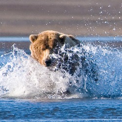 Brown Bear Brown Katmai National Park