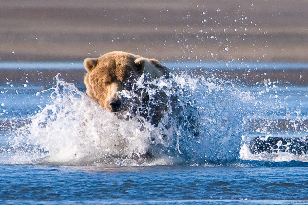 Brown Bear Brown Katmai National Park