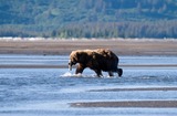 Brown Bear Photo Gallery