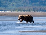 Brown Bear Brown Katmai Park