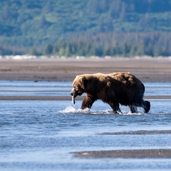 Brown Bear Brown Katmai Park