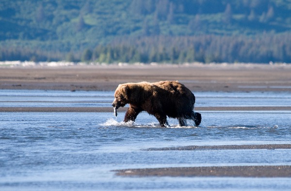 Brown Bear Brown Katmai Park