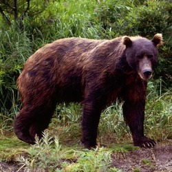 Brown Bear Brown-bear-in-spring