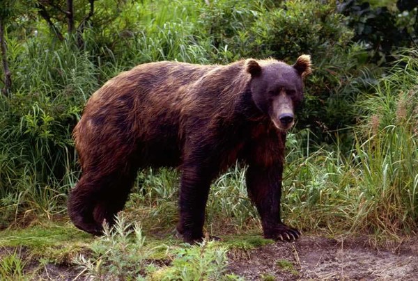 Brown Bear Brown-bear-in-spring