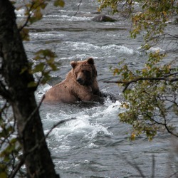 Brown Bear Brown_Bear_Katmai_National_Park