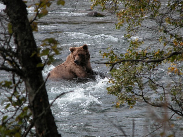 Brown Bear Brown_Bear_Katmai_National_Park