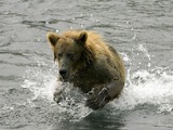 Brown Bear Brown_Bear_in_Stream