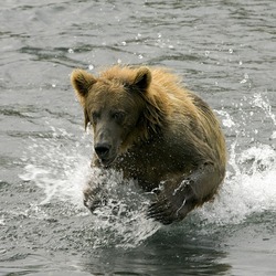 Brown Bear Brown_Bear_in_Stream