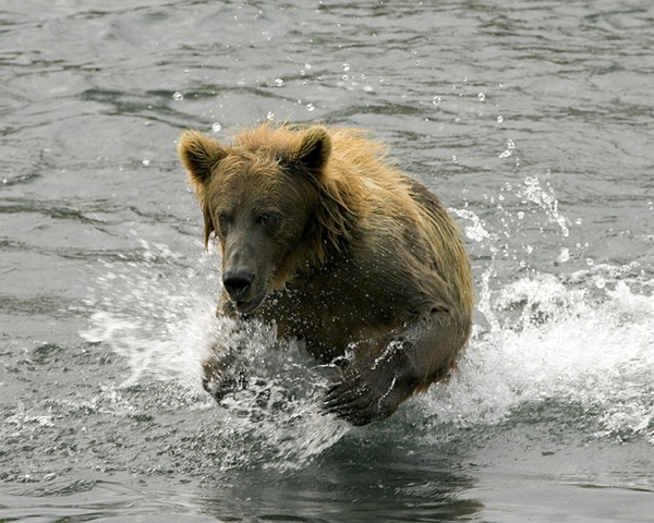 Brown Bear Brown_Bear_in_Stream