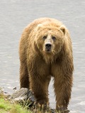 Brown Bear Brown_Bear_us_fish