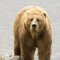 Brown Bear Brown_Bear_us_fish