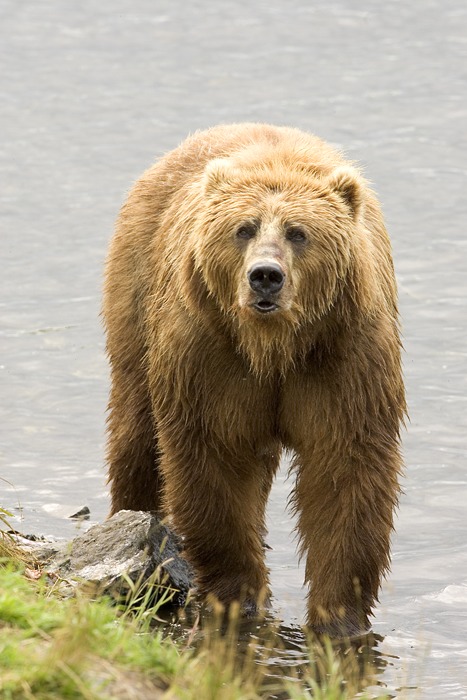 Brown Bear Brown_Bear_us_fish