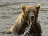 Brown Bear Brown_bear_fishing,_Kodiak_NWR