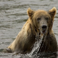 Brown Bear Brown_bear_fishing,_Kodiak_NWR