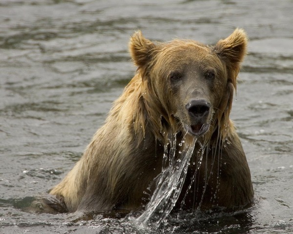 Brown Bear Brown_bear_fishing,_Kodiak_NWR