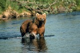 Brown Bear Photo Gallery